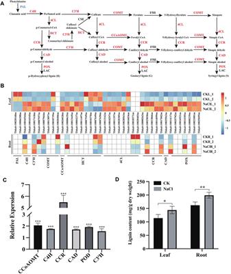 Transcriptome Profiling of the Salt Stress Response in the Leaves and Roots of Halophytic Eutrema salsugineum